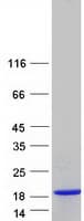 Human S100A13 Protein (Recombinant Myc-DDK (Flag))