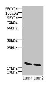 SKP1 Antibody (aa2-163)