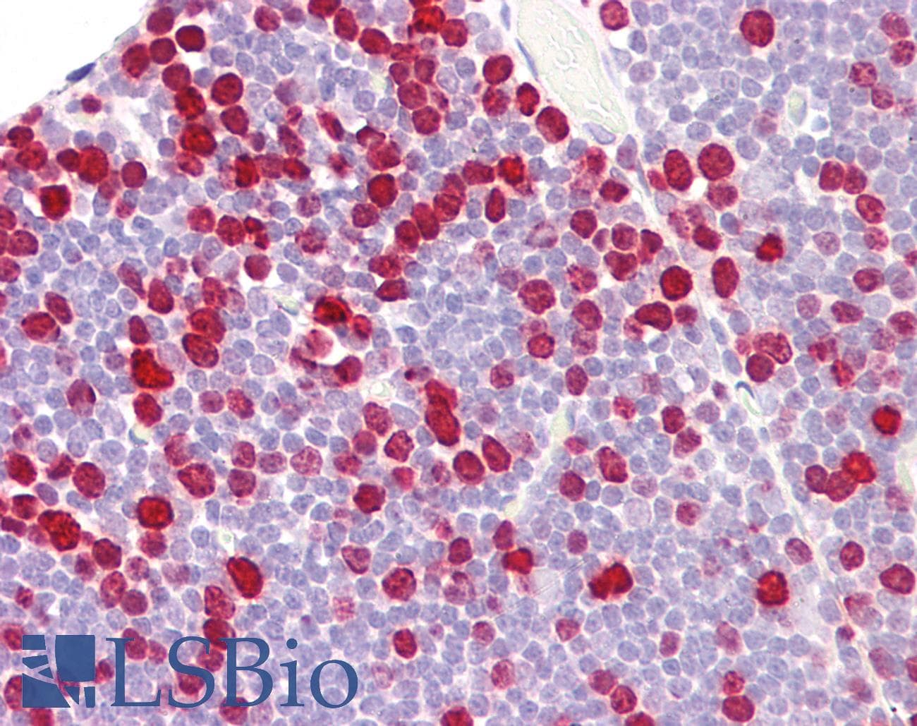 IHC-plus™ Histone H1 Antibody (aa1-50)