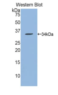 MPG Antibody (aa32-300)