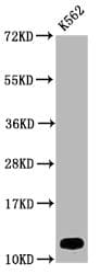 HIST1H4I Antibody