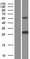 INCA1 Protein (Over-Expression Lysate Myc-DDK (Flag))