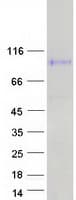 Human MAG Protein (Recombinant Myc-DDK (Flag))