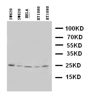 HOXA6 Antibody (aa95-114)