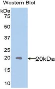 IL18 Antibody (aa37-193)