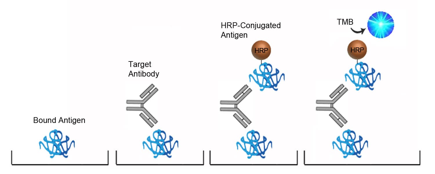 Rat Anti-Acetylcholine Receptor Antibody ELISA Kit (Sandwich ELISA)