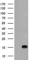 C15orf40 Antibody (clone OTI1D9)
