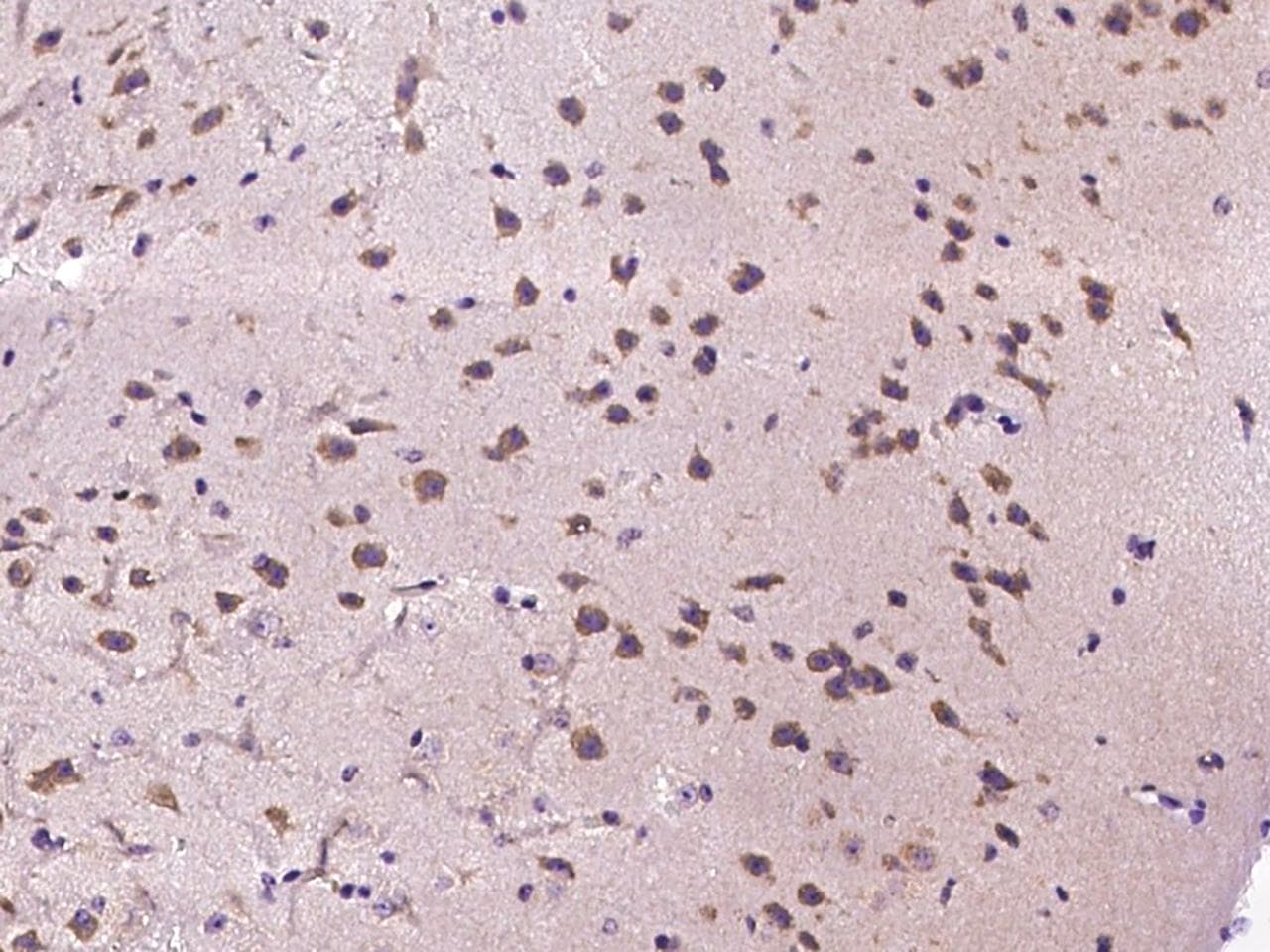 CXCL9 / MIG Antibody (aa22-126)