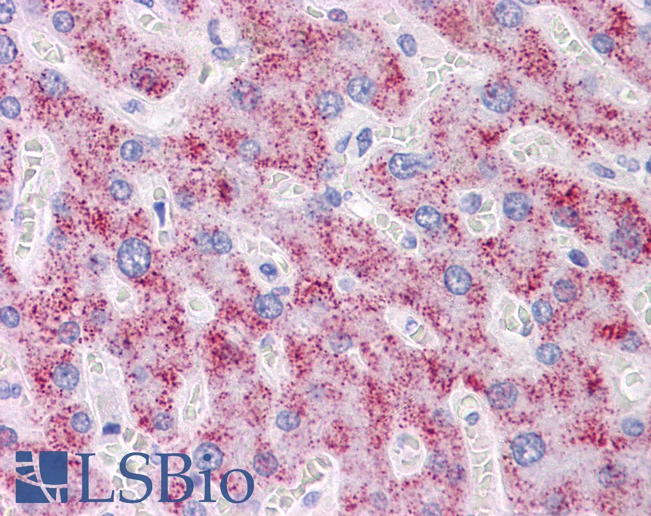 IHC-plus™ DAZ1 / DAZ Antibody (clone 3G10)
