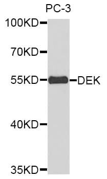 DEK Antibody