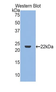 IFN Gamma / Interferon Gamma Antibody (aa21-166, APC)