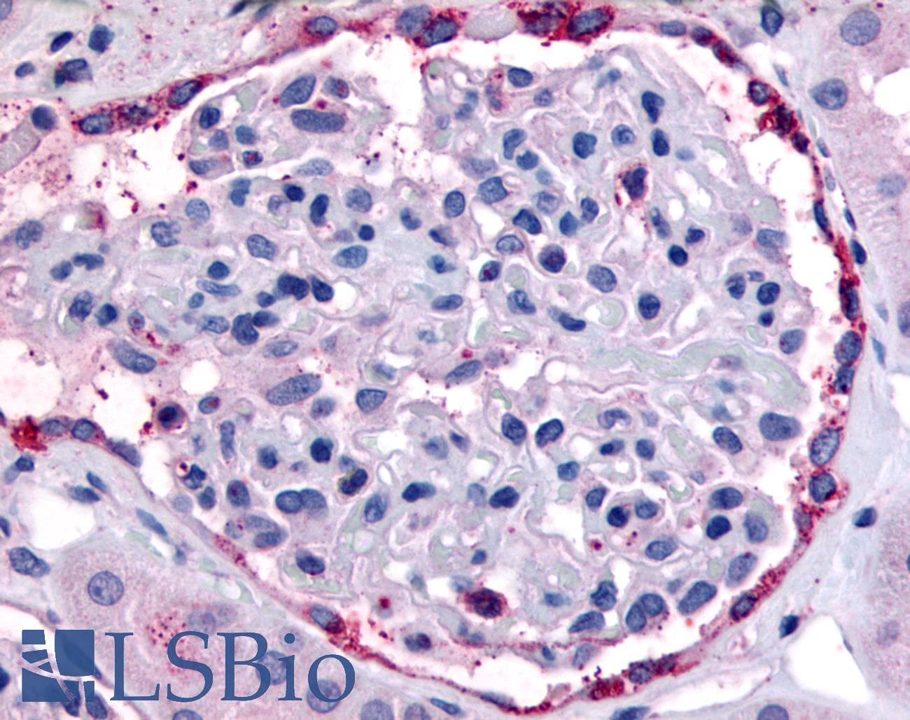 PathPlus™ EPHA4 / EPH Receptor A4 Antibody (Internal)