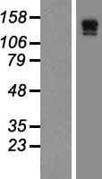 FLT4 / VEGFR3 Protein (Over-Expression Lysate Myc-DDK (Flag))