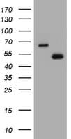 CD4 Antibody (clone OTI3B1)