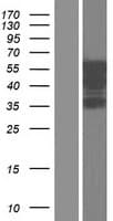 CELF2 / CUGBP2 Protein (Over-Expression Lysate Myc-DDK (Flag))