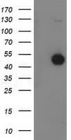 BECN1 / Beclin-1 Antibody (clone OTI1F1)