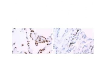 HNRPA1 / HnRNP A1 Antibody (clone 9H10)