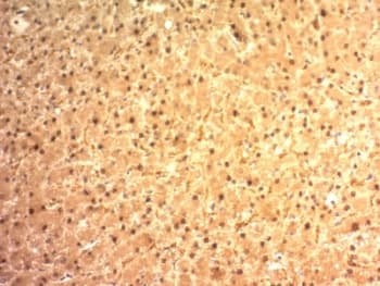 GPC3 / Glypican 3 Antibody (aa511-580, clone SPM595)