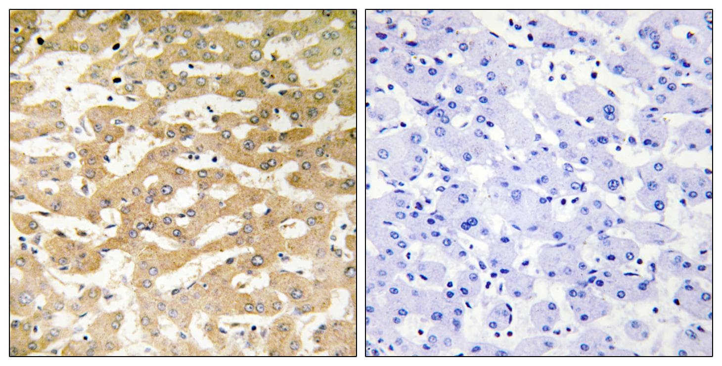 FADD Antibody