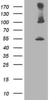 Monoclonal Mouse anti-Human PSMD2 Antibody (clone OTI1B5, IF, WB)