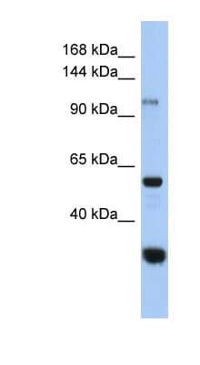 GANC Antibody (C-Terminus)