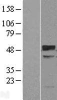 Human TRIM38 Protein (Over-Expression Lysate Myc-DDK (Flag))