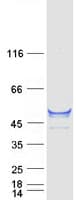 Human CYP1A2 Protein (Recombinant Myc-DDK (Flag))