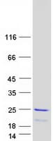 Human RGS10 Protein (Recombinant Myc-DDK (Flag))