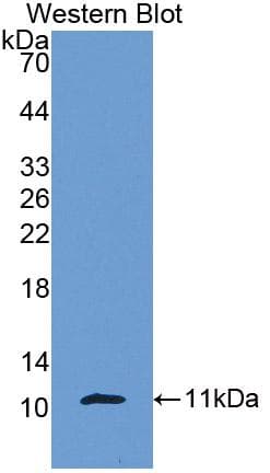 CXCL7 / PPBP Antibody (aa40-113)
