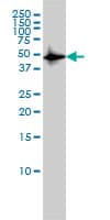 Monoclonal Mouse anti-Human c-Src Kinase / CSK Antibody (clone 3A3, WB)
