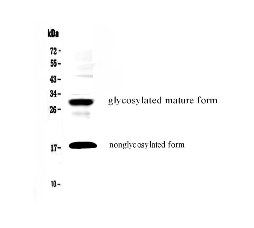 IL17F Antibody
