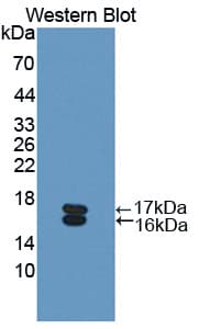 Osteoglycin / Mimecan Antibody (aa180-298, FITC)
