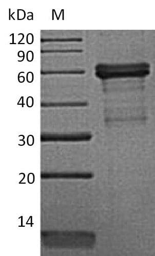 Mouse TNFRSF14 / CD270 / HVEM Protein (Recombinant Fc, C-terminus)