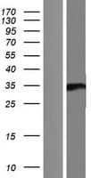 DSC92 / NGRN Protein (Over-Expression Lysate Myc-DDK (Flag))