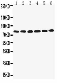 LIM Protein / LPP Antibody (aa291-307)