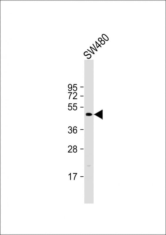 FLAME-3 / DEDD2 Antibody (aa43-75)