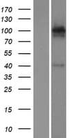 GRIK4 / KA1 Protein (Over-Expression Lysate Myc-DDK (Flag))
