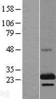 PHLDA2 / TSSC3 Protein (Over-Expression Lysate Myc-DDK (Flag))