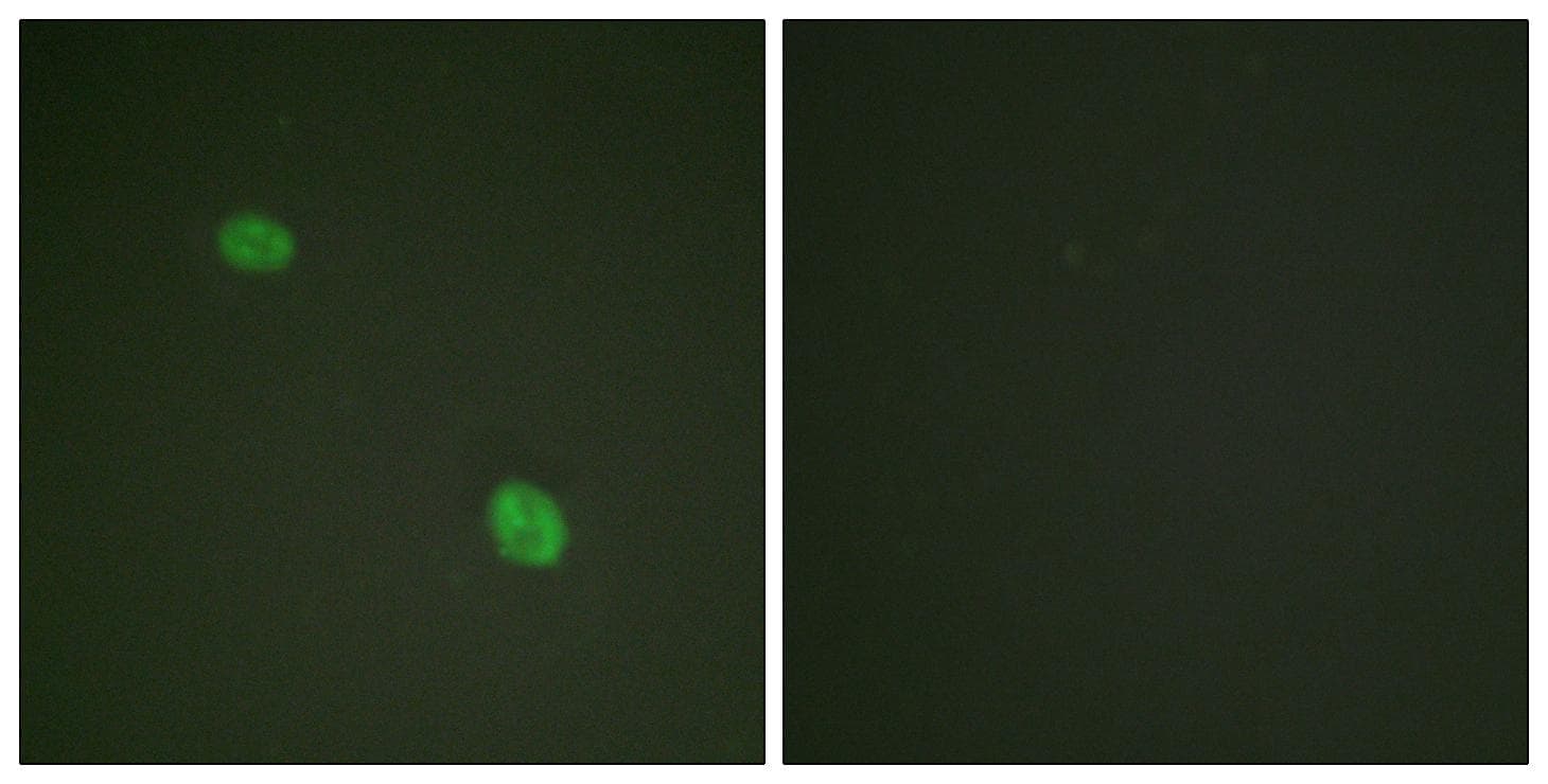 Polyclonal Rabbit anti-Human CENPA / CENP-A Antibody (phospho-Ser7, IF)