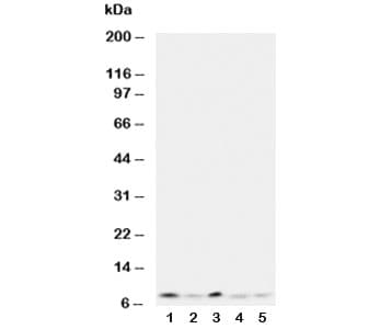 Ubiquitin Antibody (aa29-45)