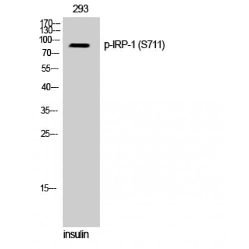 ACO1 / Aconitase Antibody (650-730 aa)