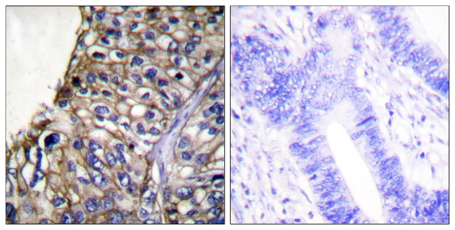 CLDN7 / Claudin 7 Antibody