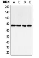 BTK Antibody (phospho-Tyr223)