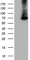 EPM2AIP1 Antibody (clone OTI1F11)