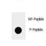 SOX2 Antibody (phospho-Ser83)