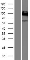 CD66a / CEACAM1 Protein (Over-Expression Lysate Myc-DDK (Flag))