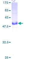Human CD7 Protein (Recombinant GST)