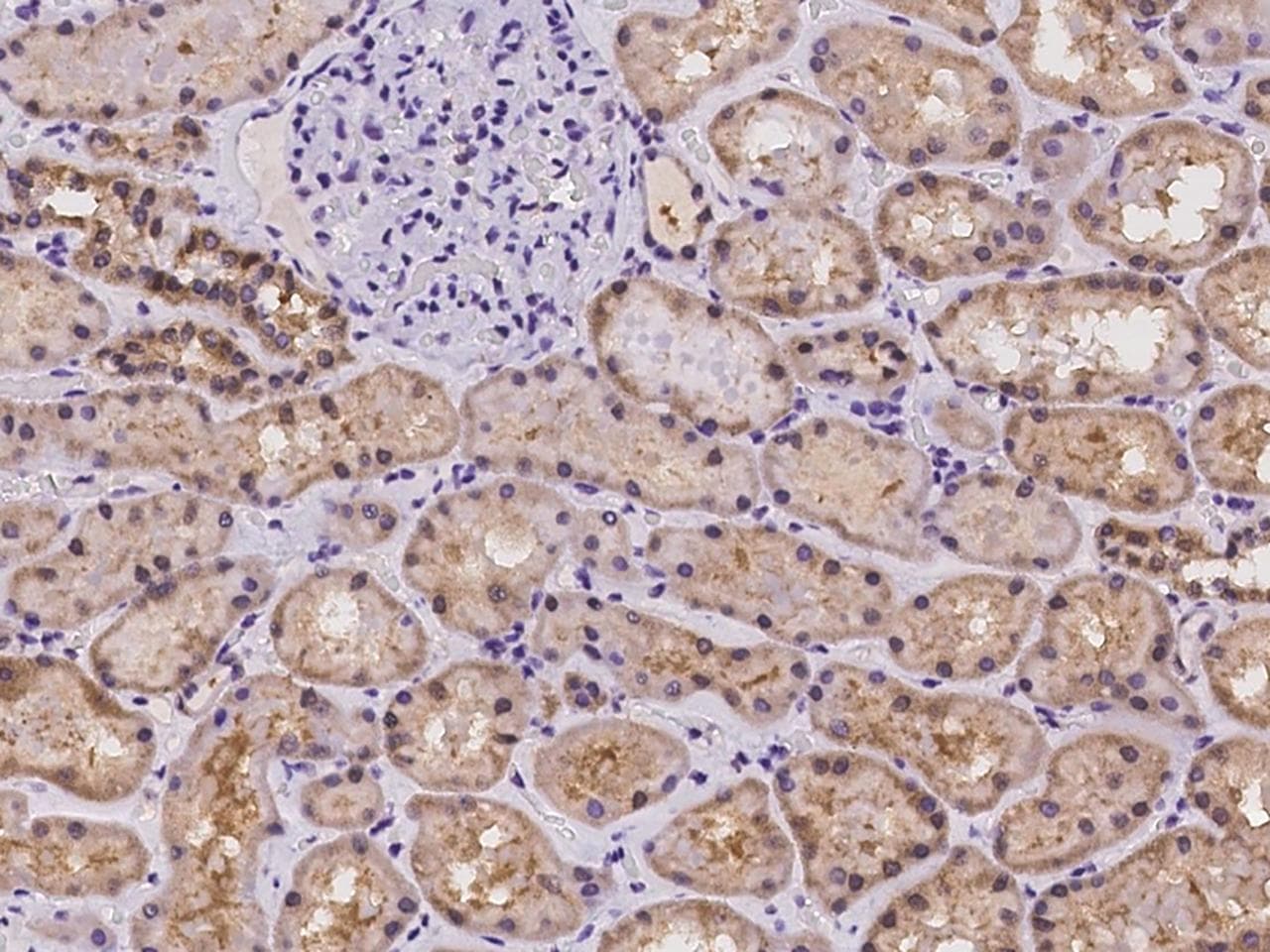 PIGG Antibody