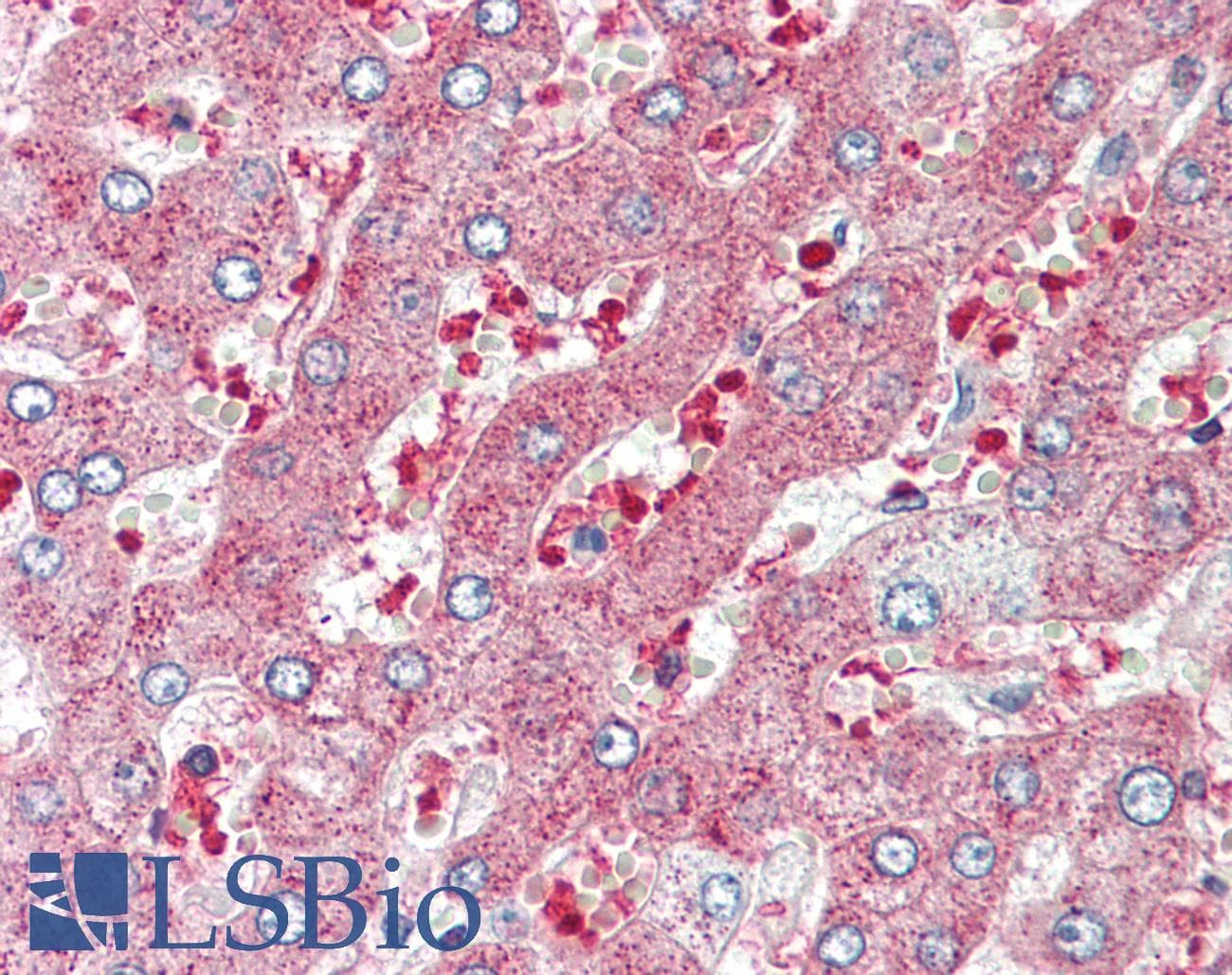 IHC-plus™ LYL1 Antibody (aa151-200)