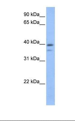 VPS26B Antibody (aa251-300, Biotin)